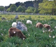 découvrez les environs du gite kuzheol mouton